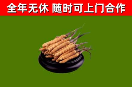 永胜烟酒回收冬虫夏草.jpg